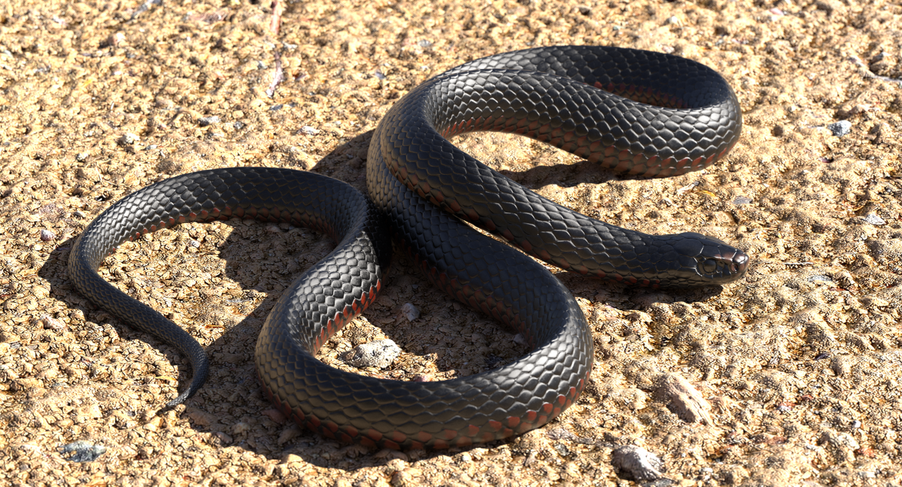 3D model Desert Black King Snake Rigged