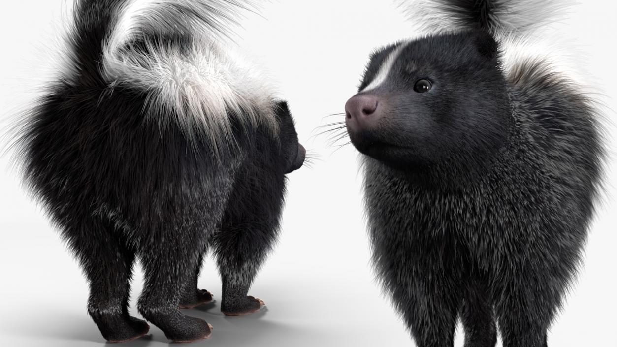 Skunk Wary Fur 3D model