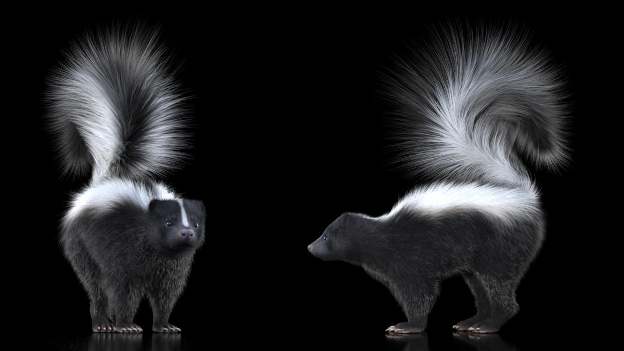 Skunk Wary Fur 3D model