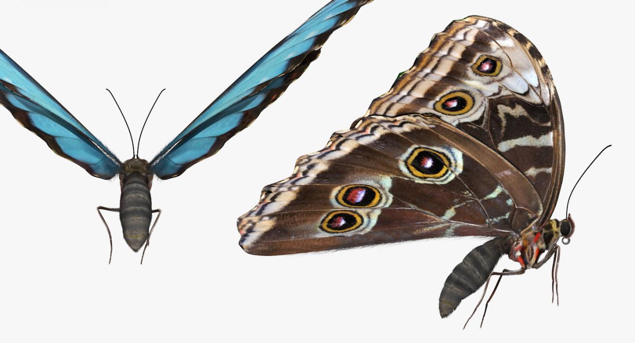 Common Morpho Butterfly with Fur 3D