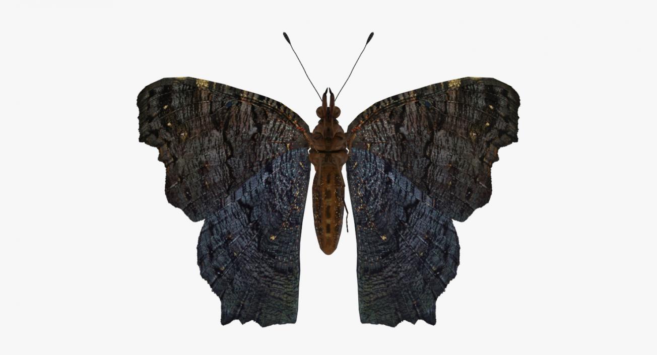 3D European Peacock Butterfly Flying Pose model | 3D ...