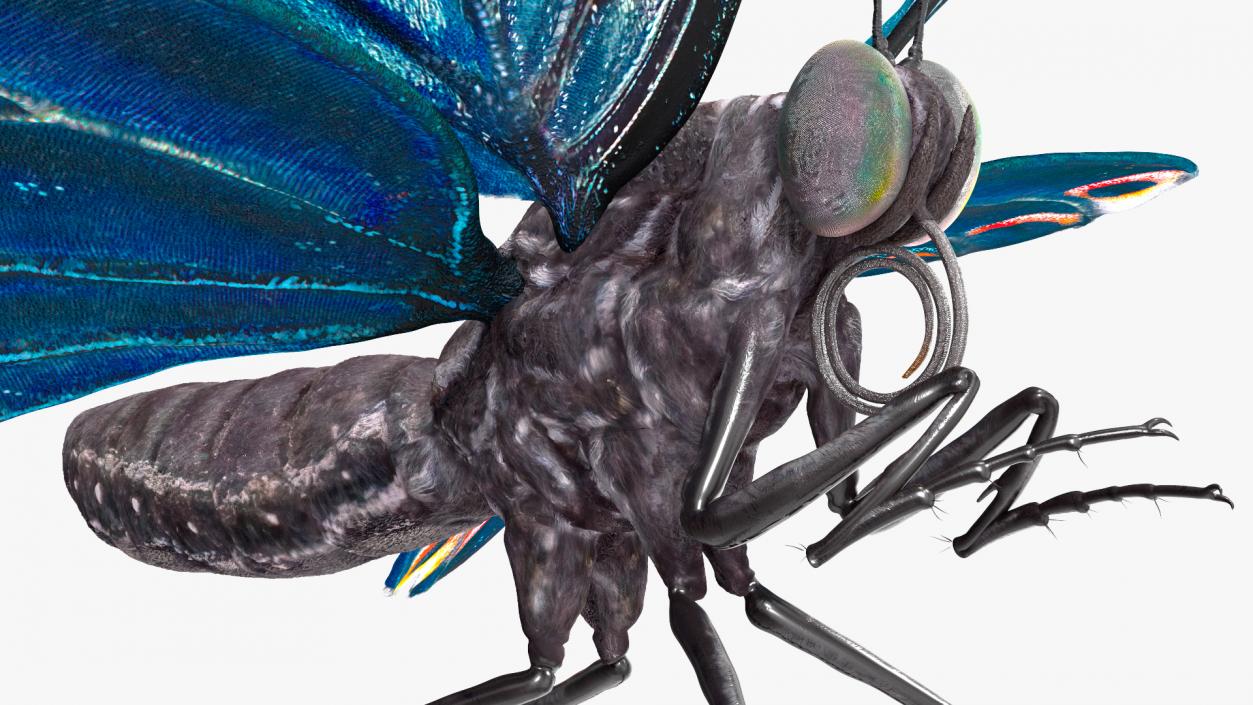 3D Animated Papilio Butterfly Flapping Wings Rigged model