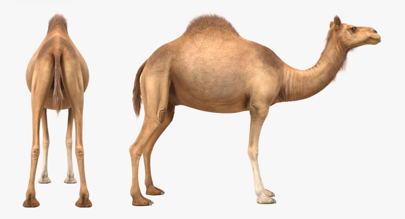 3D Camel Rigged with Fur