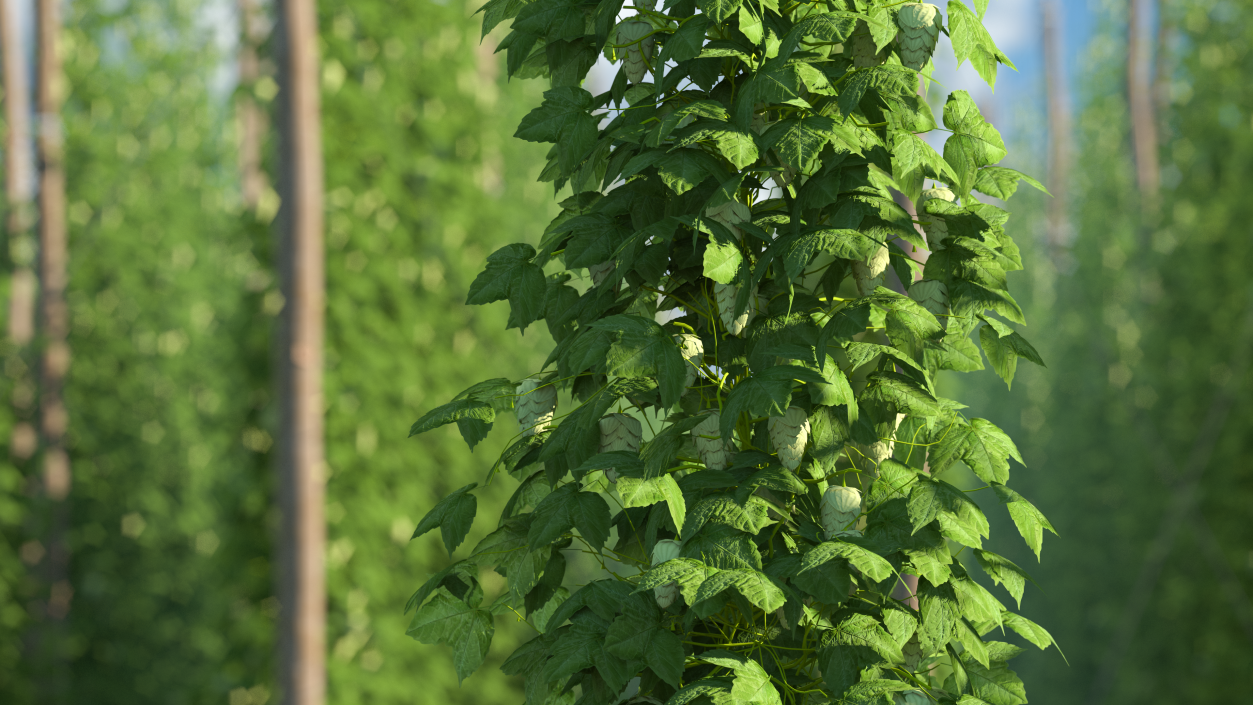 Green Growing Hops Plant 3D model