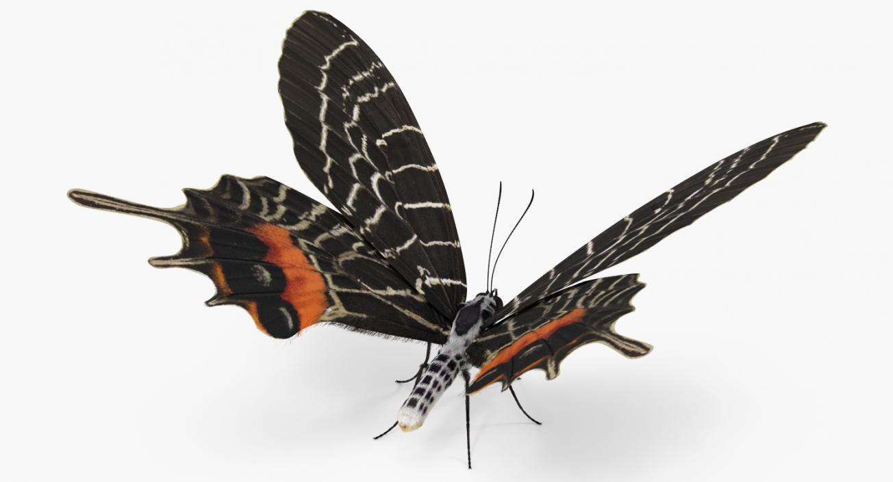 3D Bhutan Glory Swallowtail Butterfly with Fur model