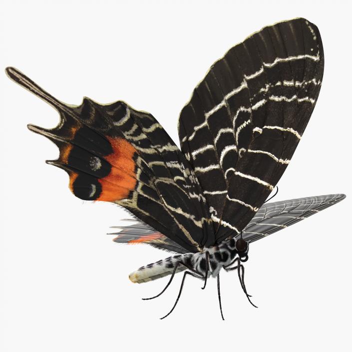 3D Bhutan Glory Swallowtail Butterfly with Fur model