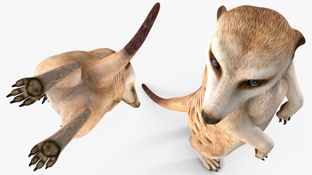 3D Meerkat Standing Pose