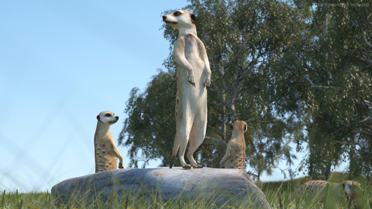 3D Meerkat Standing Pose