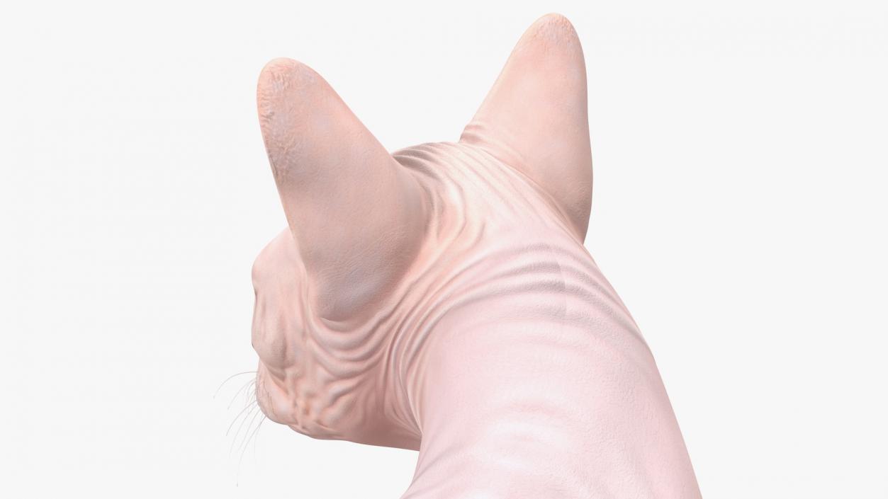 Cream Color Sphynx Cat 3D