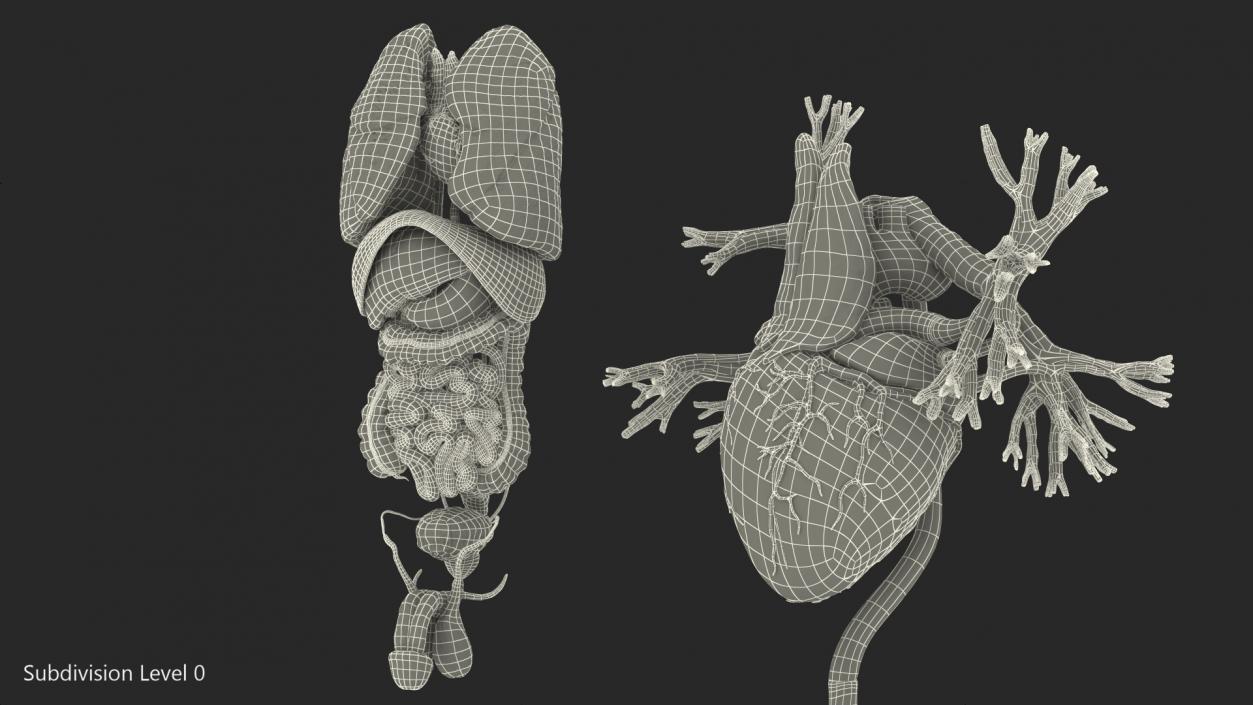 3D model Male Internal Organs
