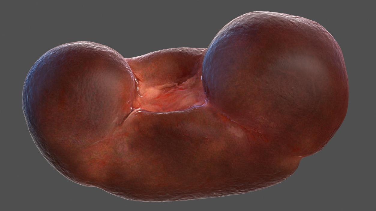 3D model Male Internal Organs