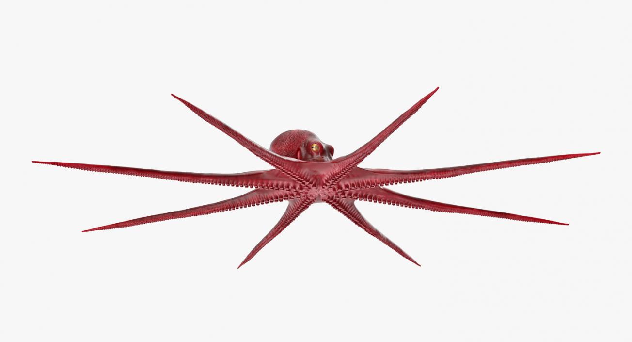 3D Octopus Vulgaris