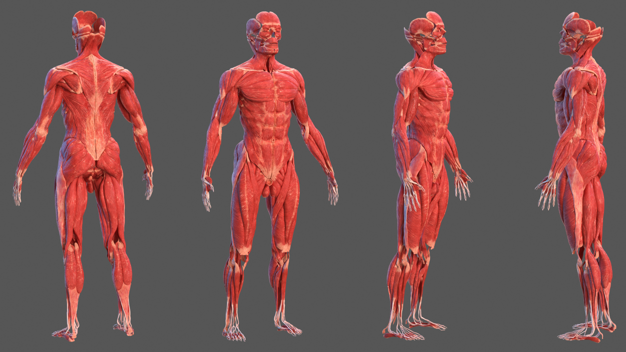 3D Male Full Body Anatomy and Skin