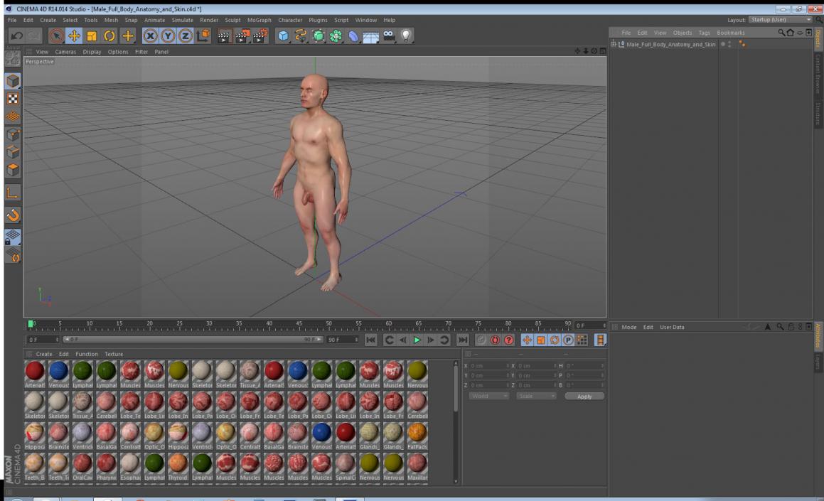 3D Male Full Body Anatomy and Skin