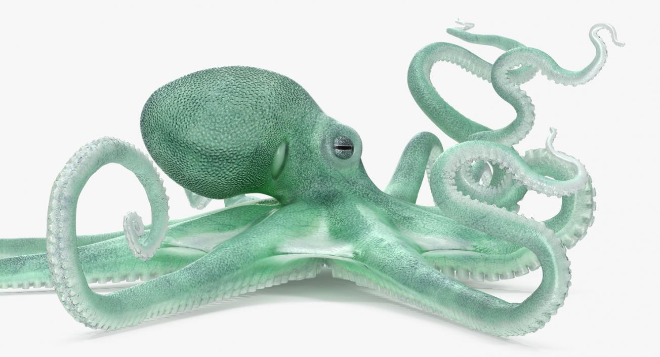 Blue Octopus Rigged 3D model