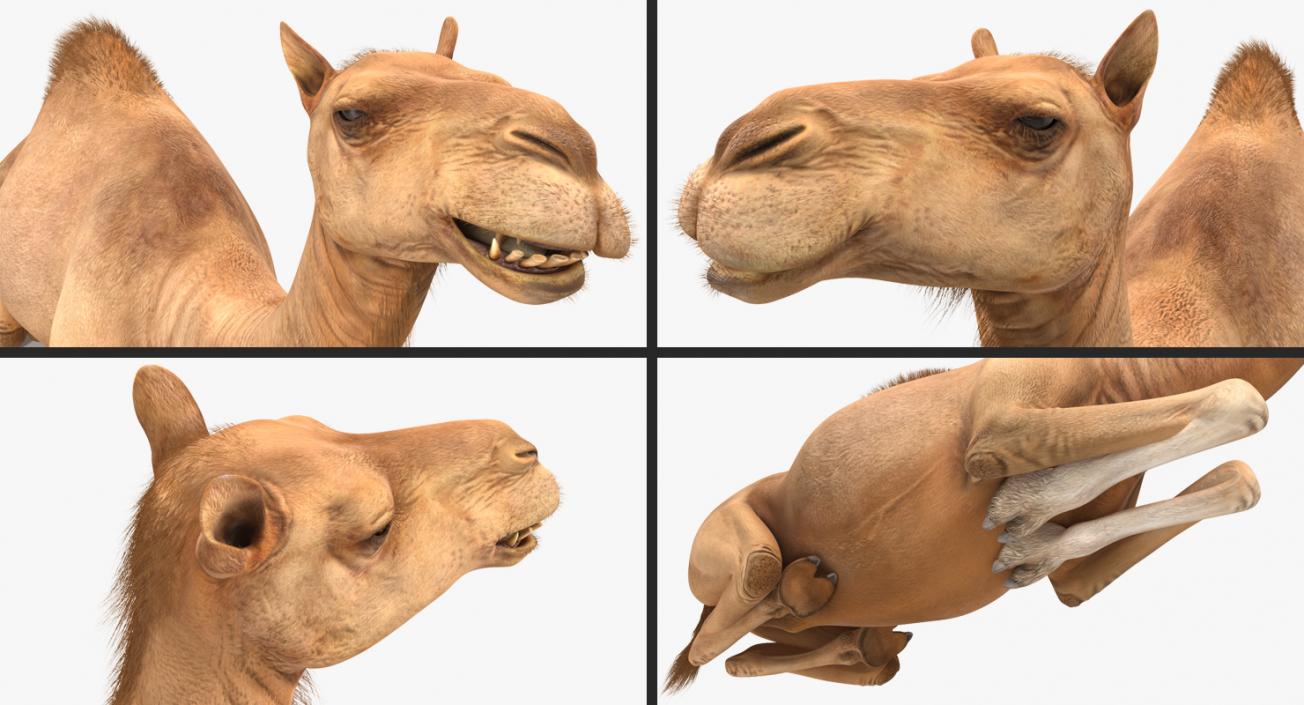 3D Camel Sitting Pose model