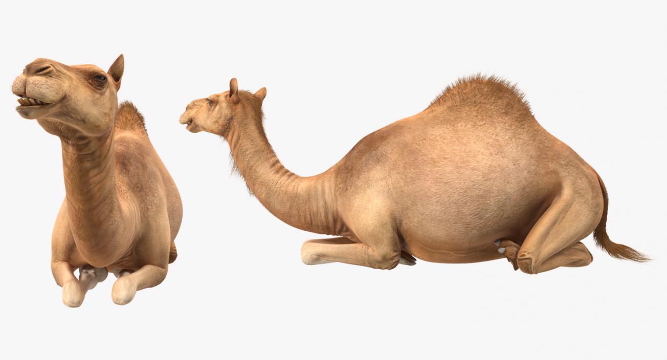 3D Camel Sitting Pose model