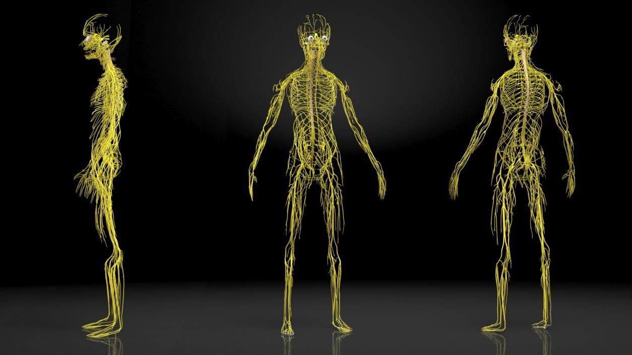 Young Boy Nervous System 3D model