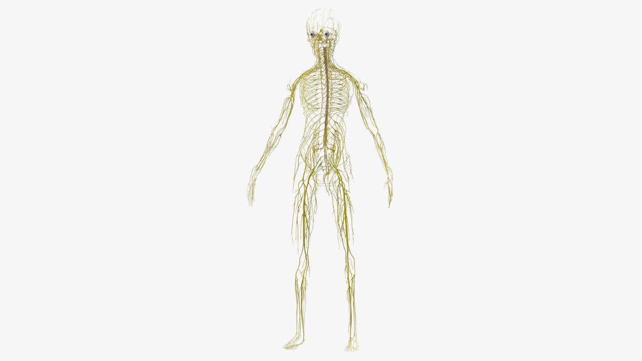 Young Boy Nervous System 3D model