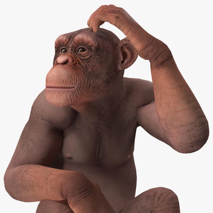 Sitting Light Chimpanzee 3D model