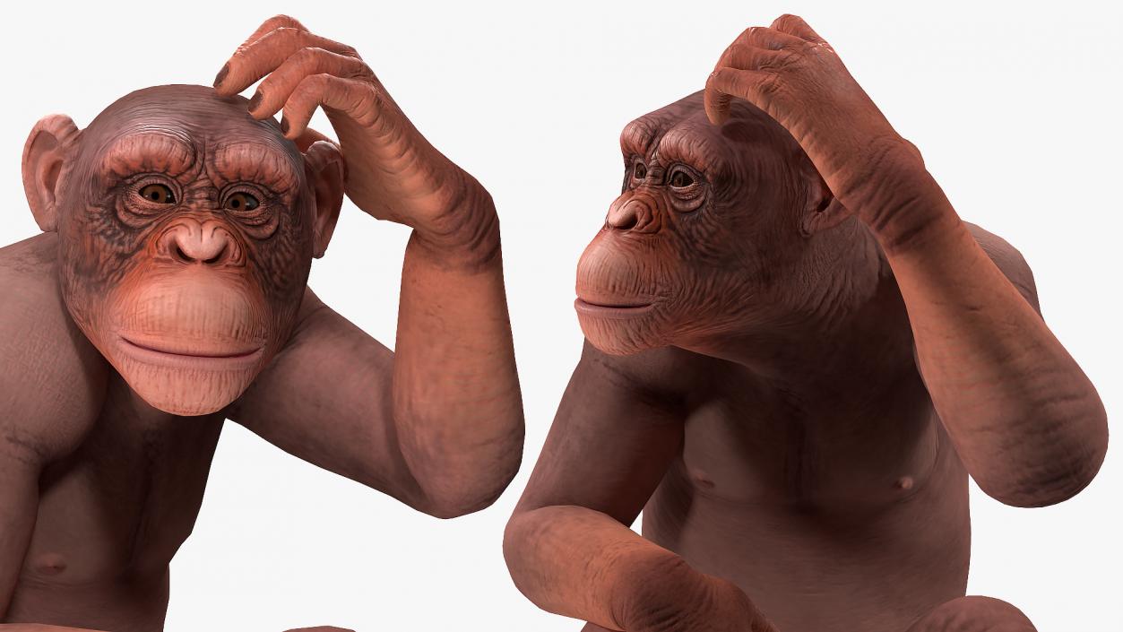 Sitting Light Chimpanzee 3D model