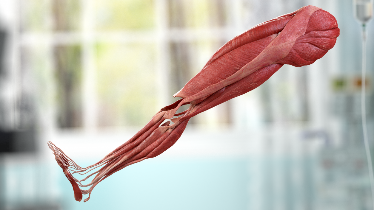3D model Human Leg Muscular System