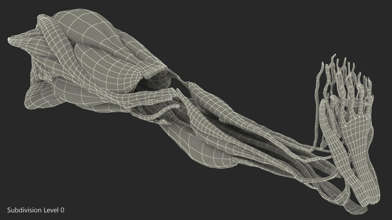 3D model Human Leg Muscular System