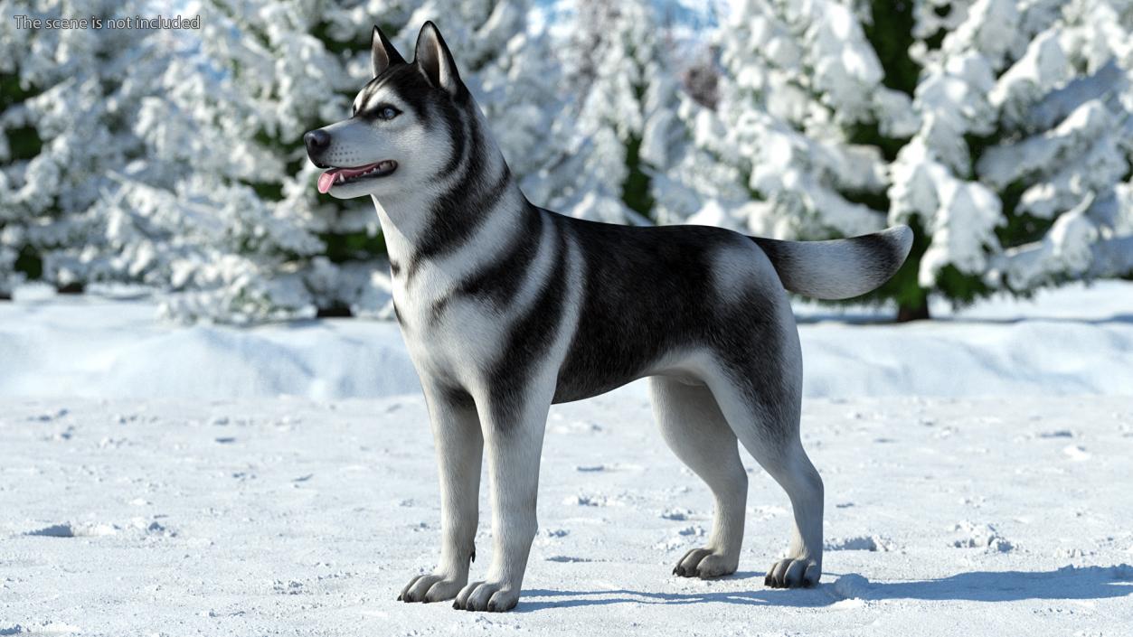 3D model Siberian Husky Black and White Coat