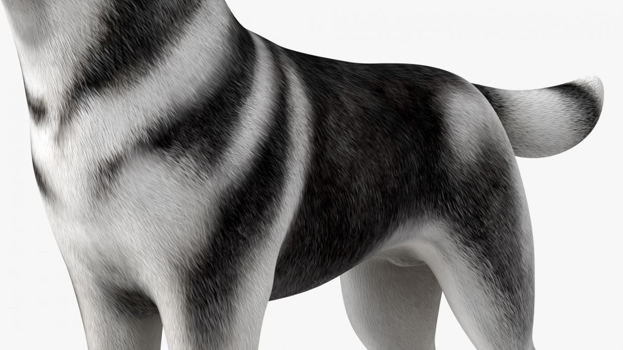 3D model Siberian Husky Black and White Coat