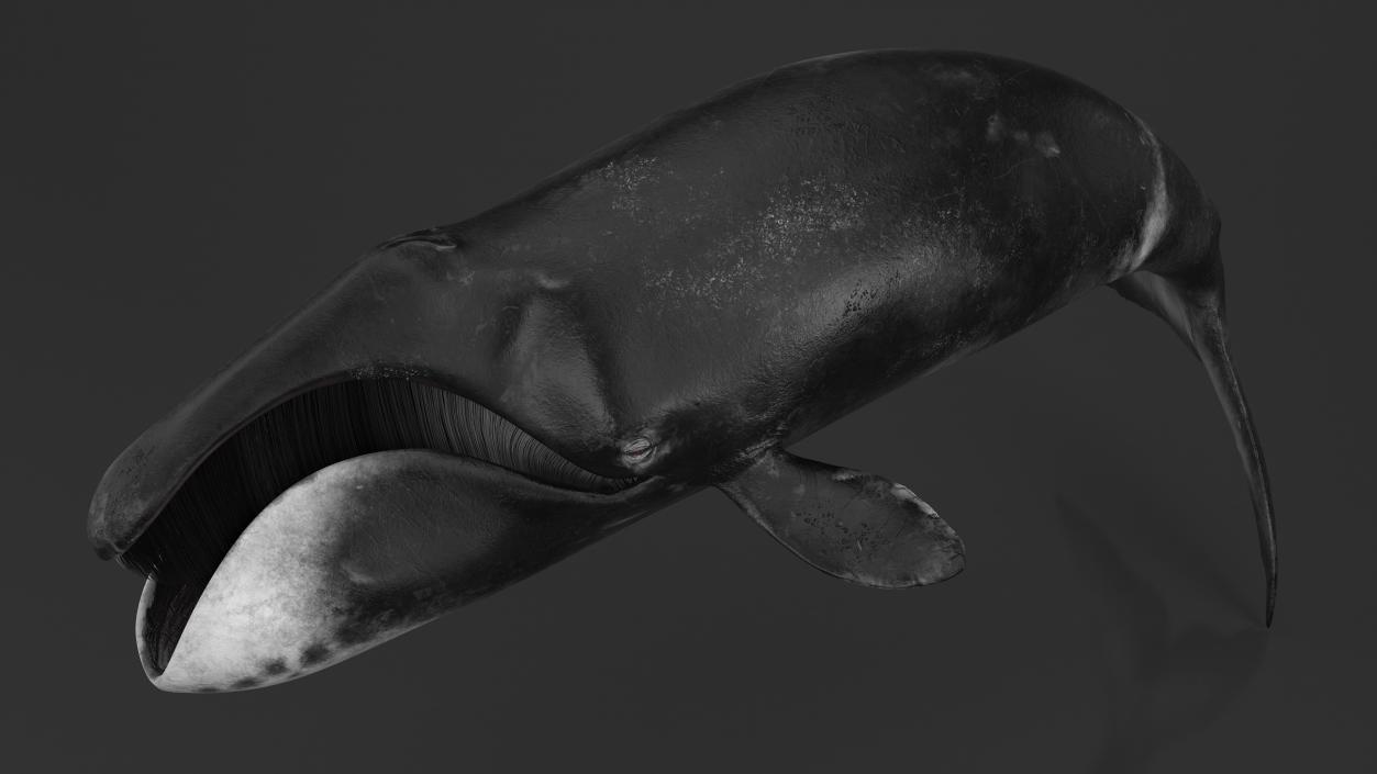 3D Sea Mammal Bowhead Whale Rest Pose Fur model
