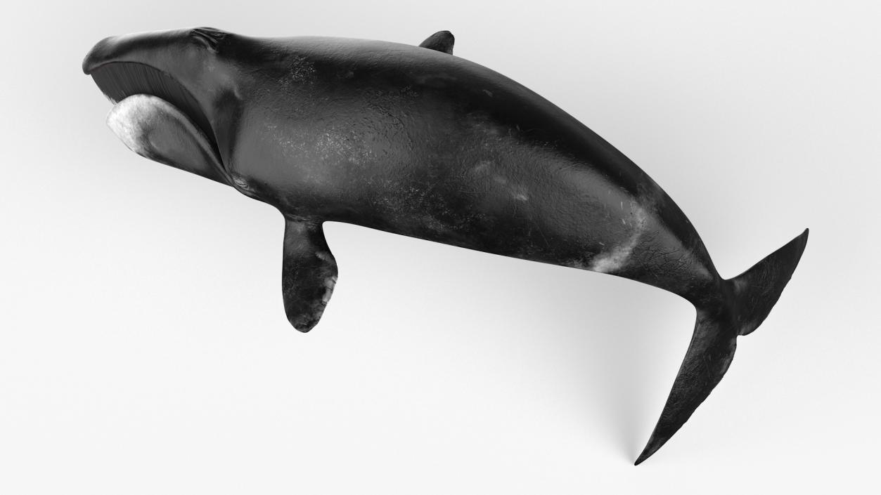 3D Sea Mammal Bowhead Whale Rest Pose Fur model