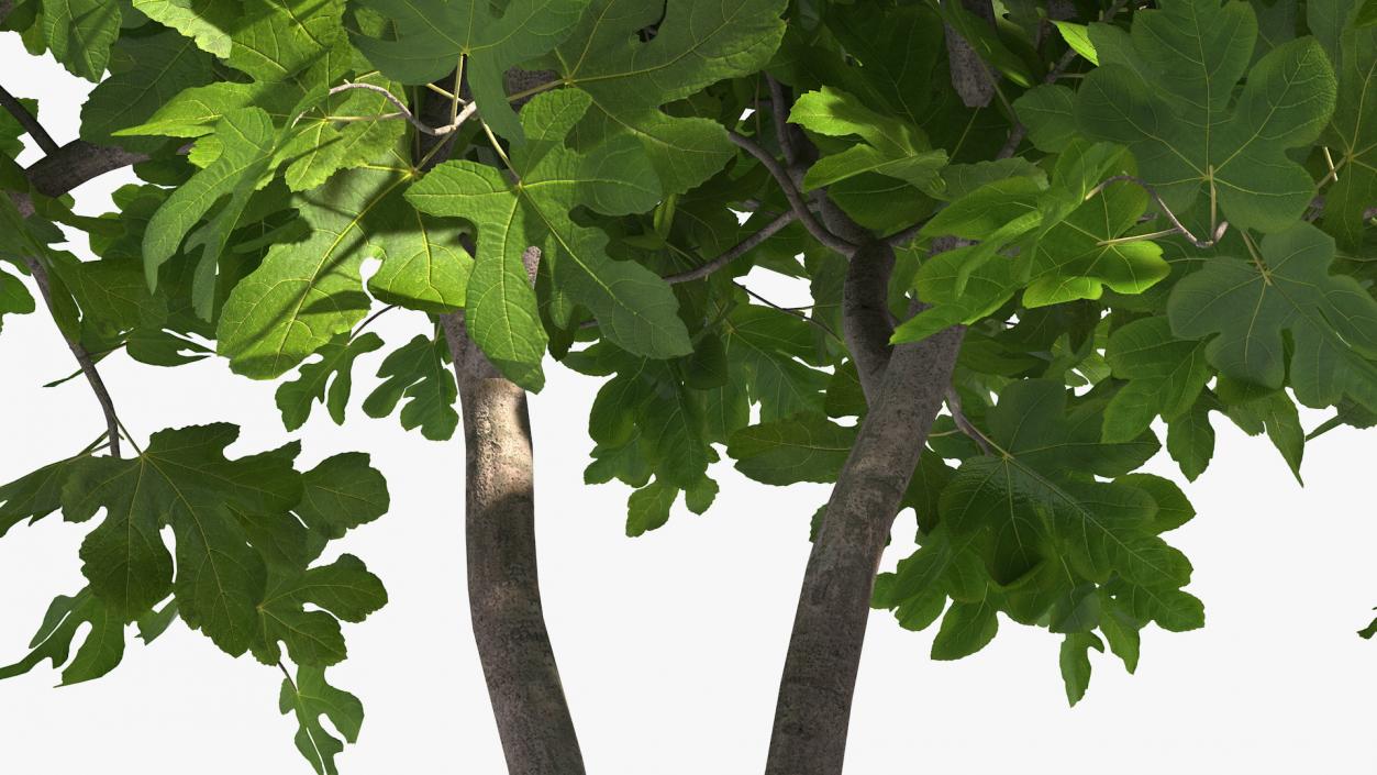 Fig Tree Two Trunks 3D model