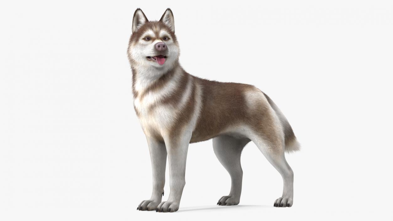 Husky Dog Copper and White Fur Rigged 3D