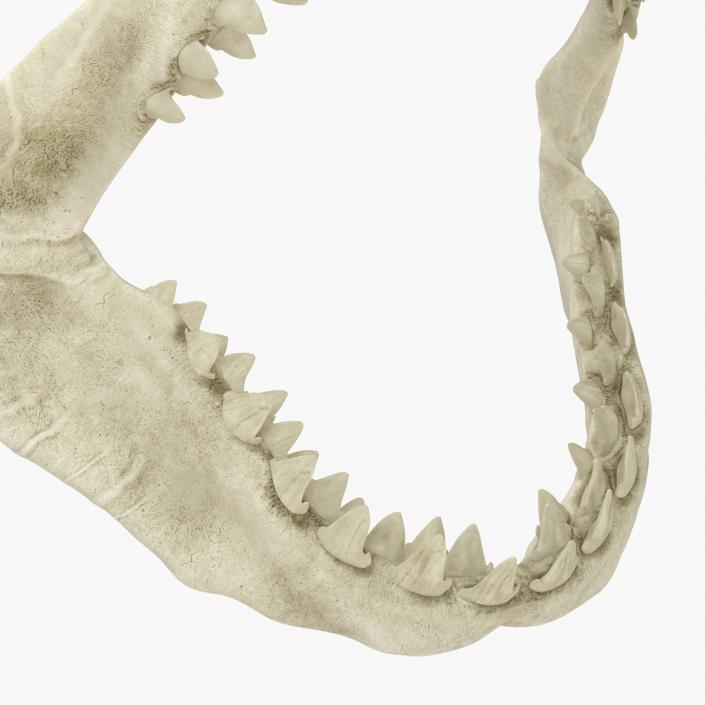 3D Great White Shark Jaw Bone
