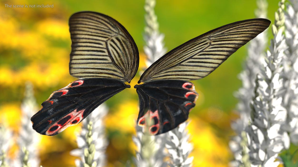 Papilio Protenor Wings Female 3D model