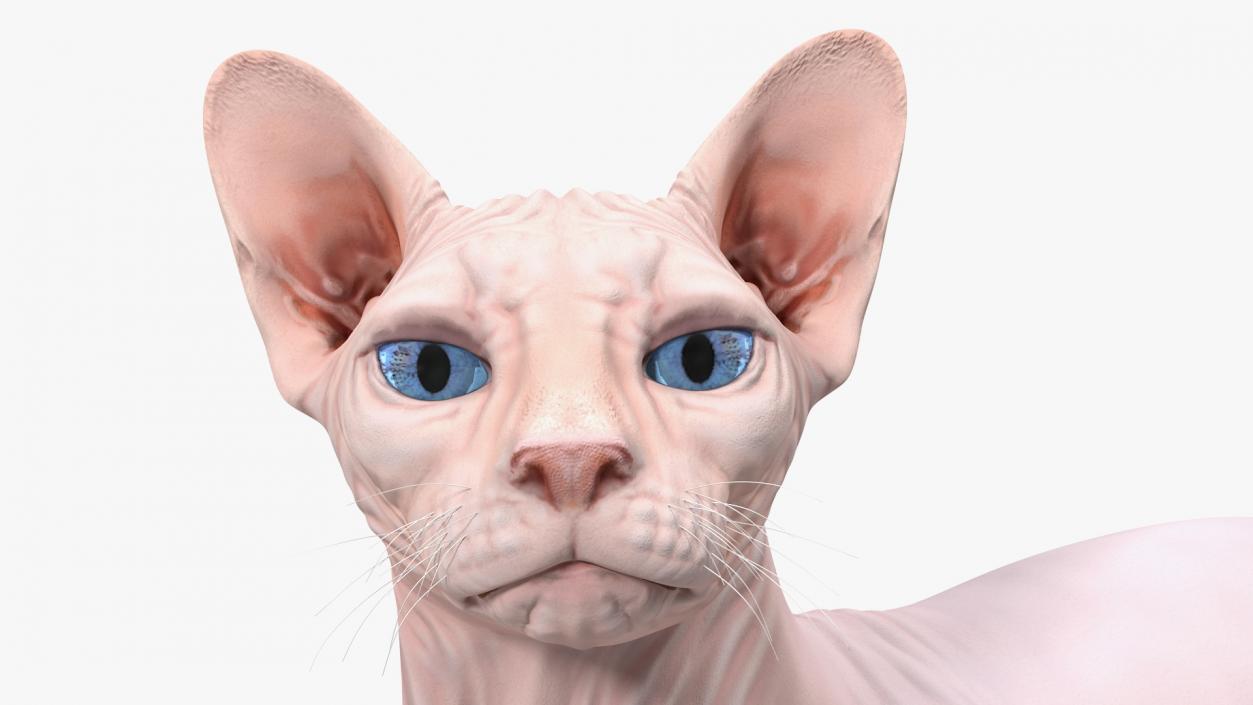 3D Cream White Sphynx Cat Lying Pose model
