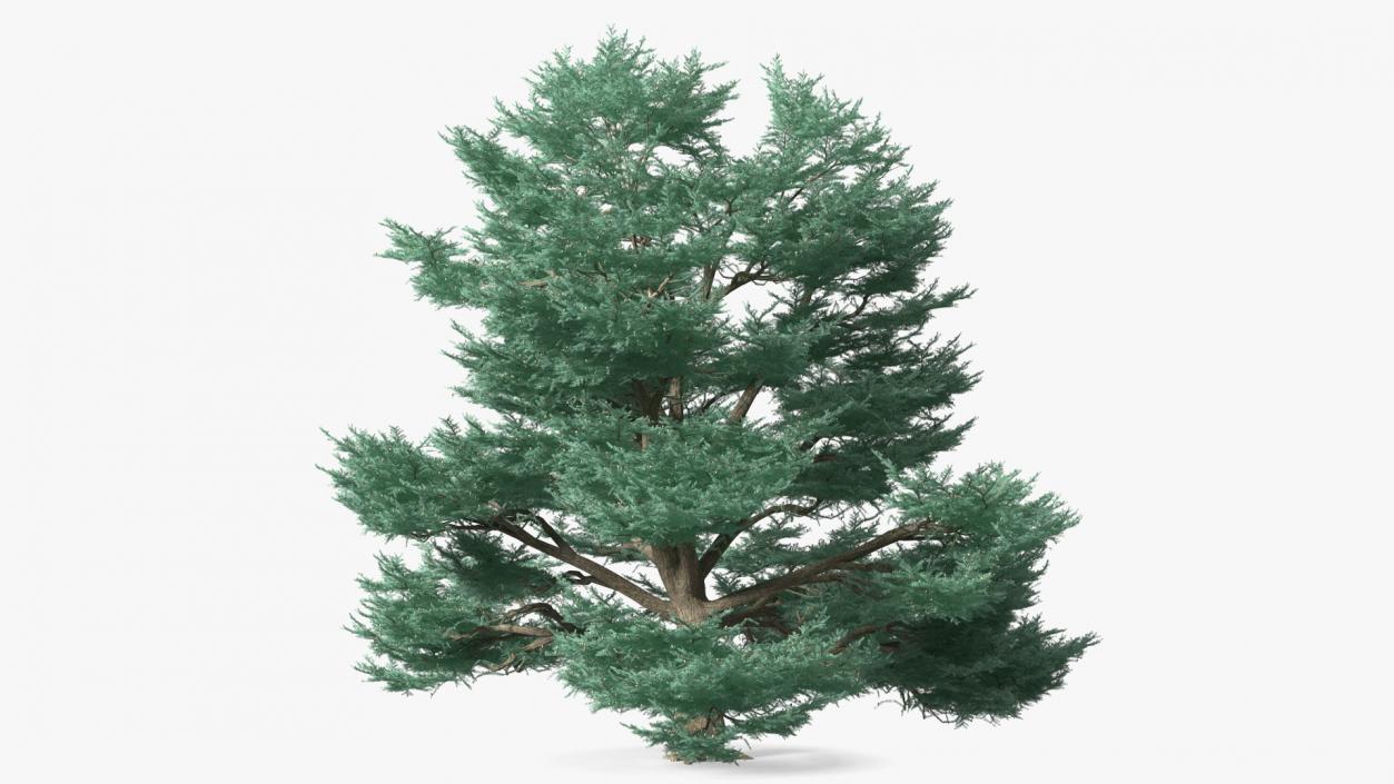 Cedrus Libani Big Blue Tree 3D