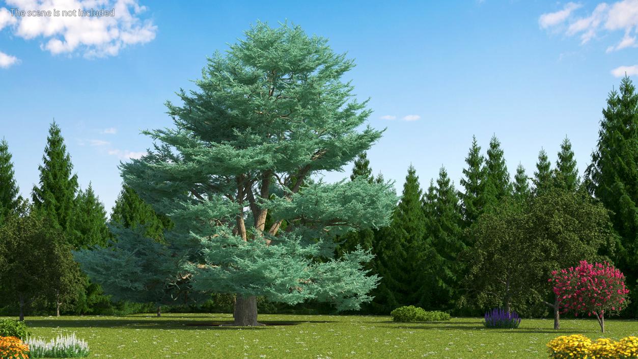 Cedrus Libani Big Blue Tree 3D