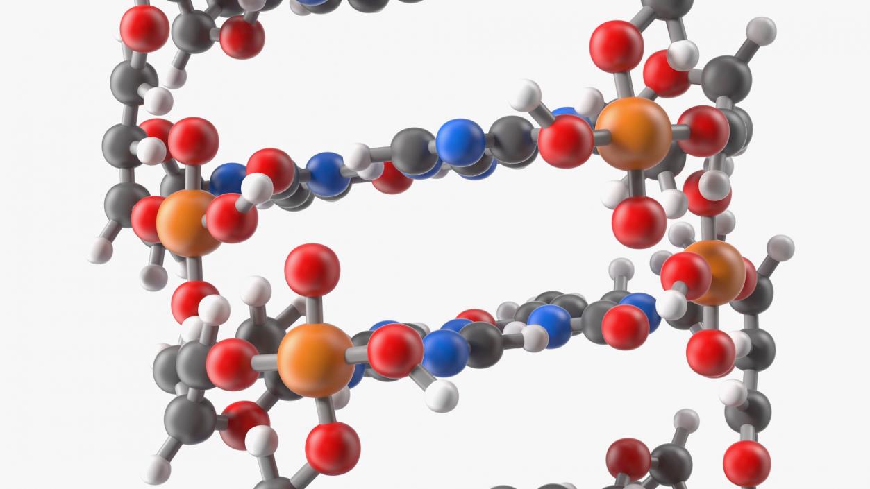 3D Z Form Deoxyribonucleic Acid Structure model