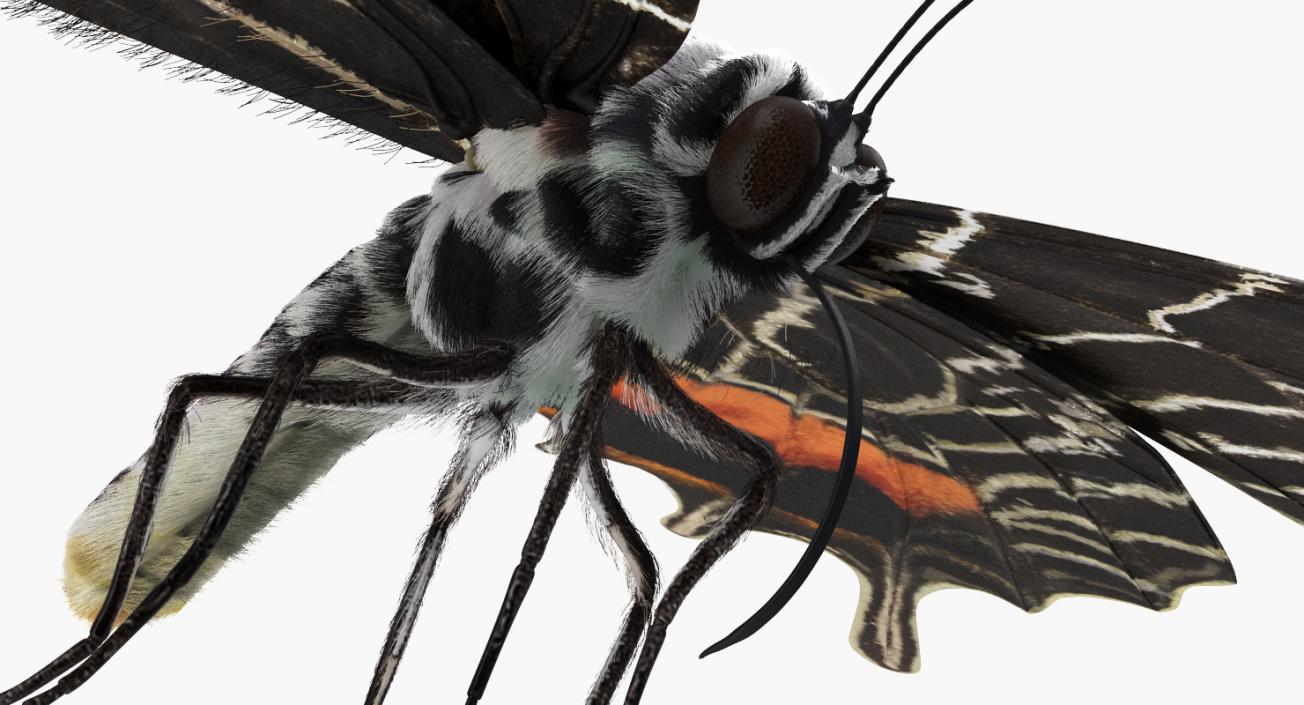 3D Bhutanitis Lidderdalii Butterfly Rigged with Fur model