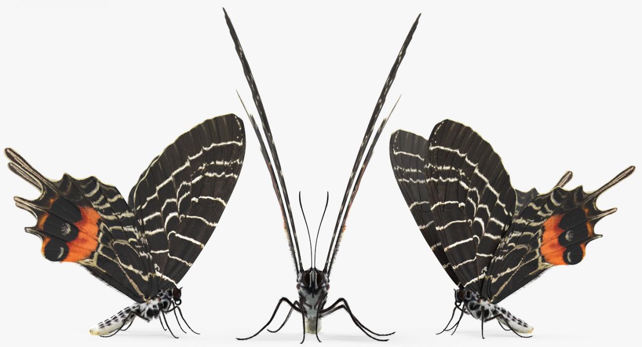 3D Bhutanitis Lidderdalii Butterfly Rigged with Fur model
