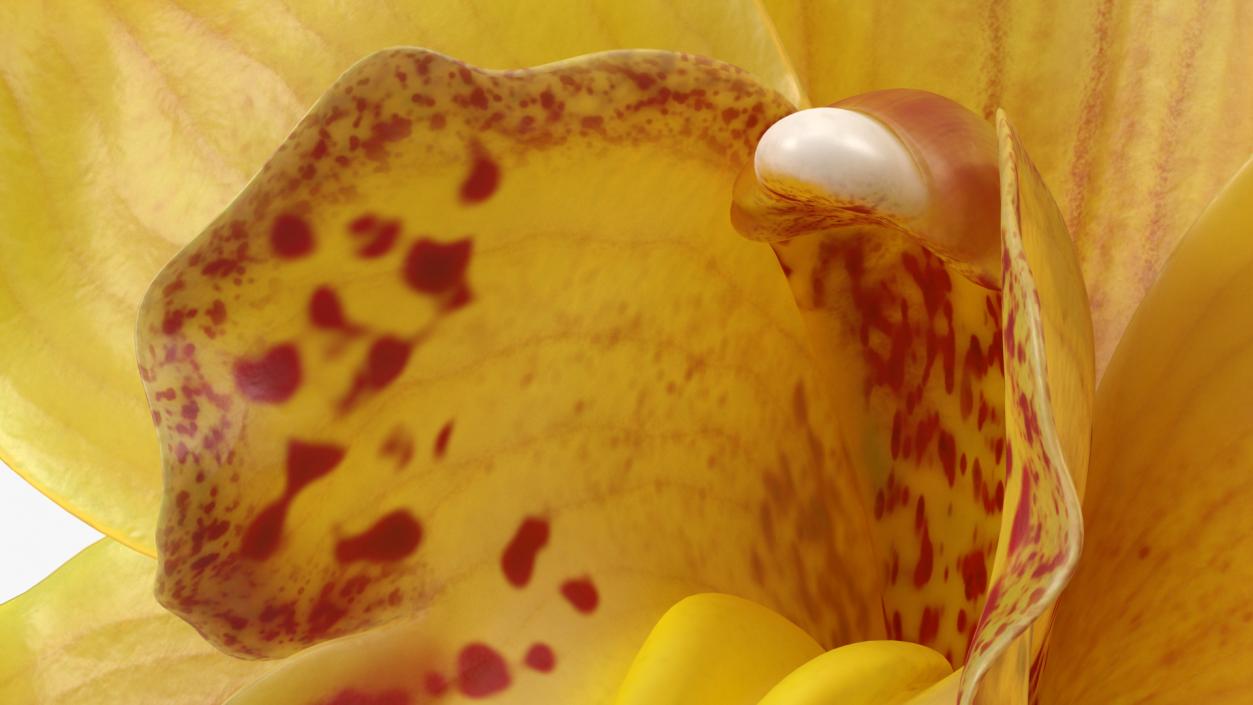 3D model Hybrid Orchid Yellow