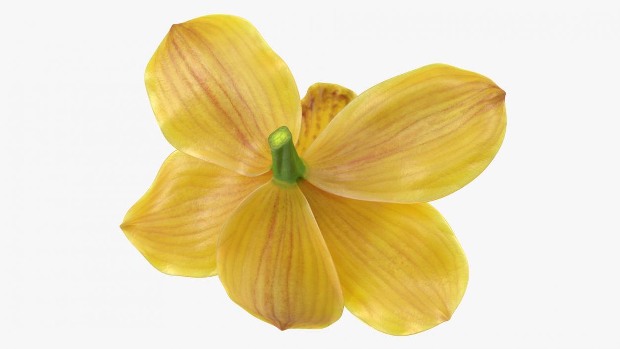 3D model Hybrid Orchid Yellow