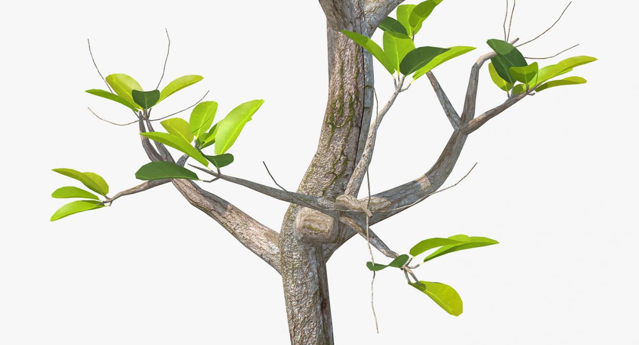 Mangrove Small Tree 3D model