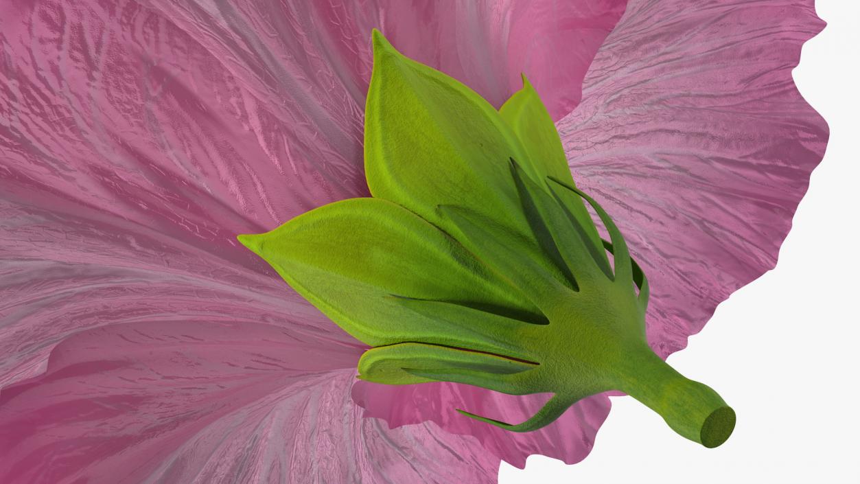3D model Hibiscus Flower Pink