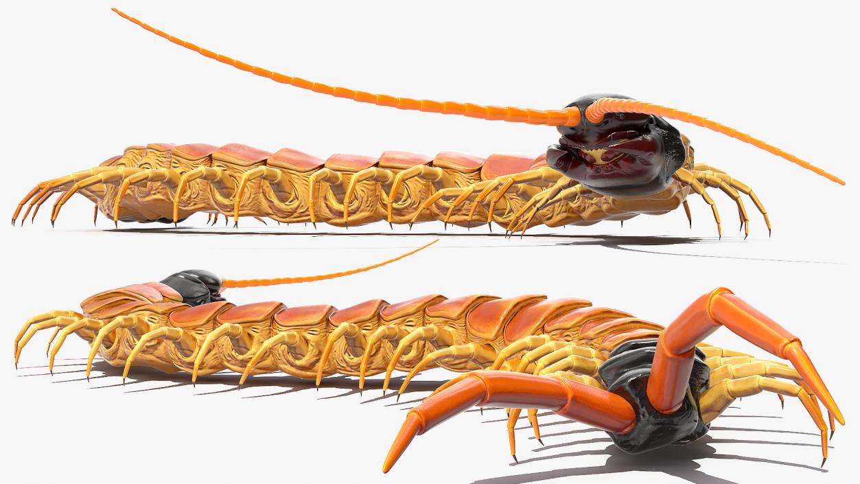 3D Scolopendra Heros Arizonensis Crawling model