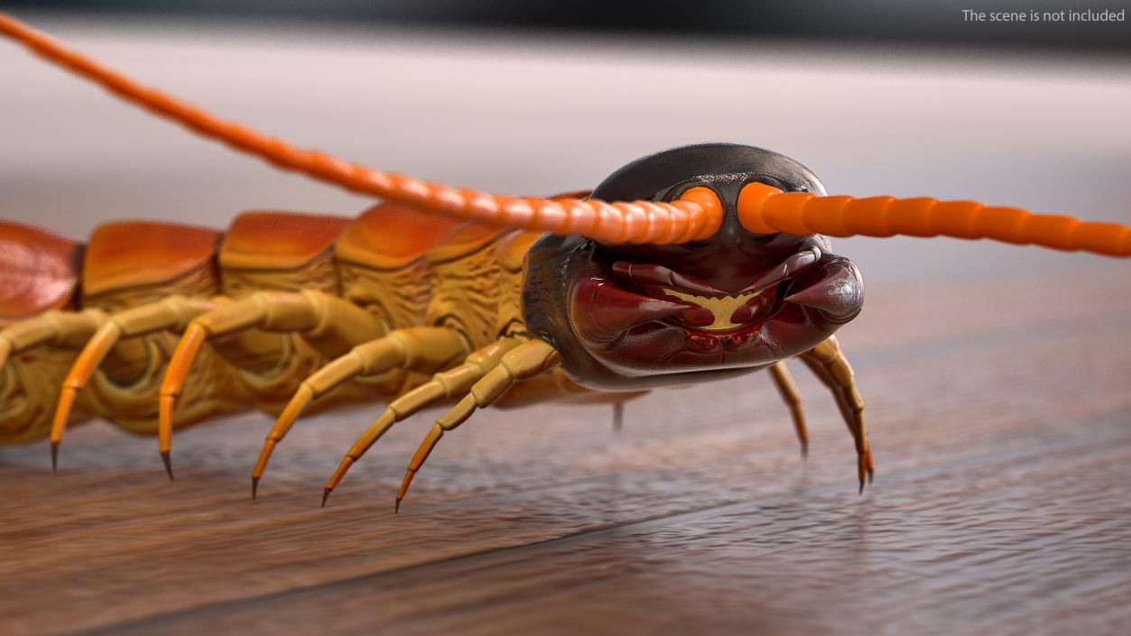 3D Scolopendra Heros Arizonensis Crawling model