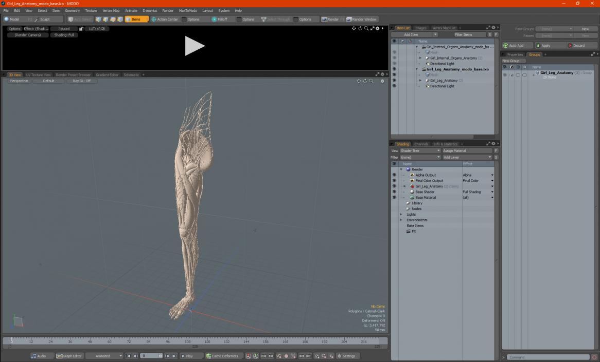 3D Girl Leg Anatomy