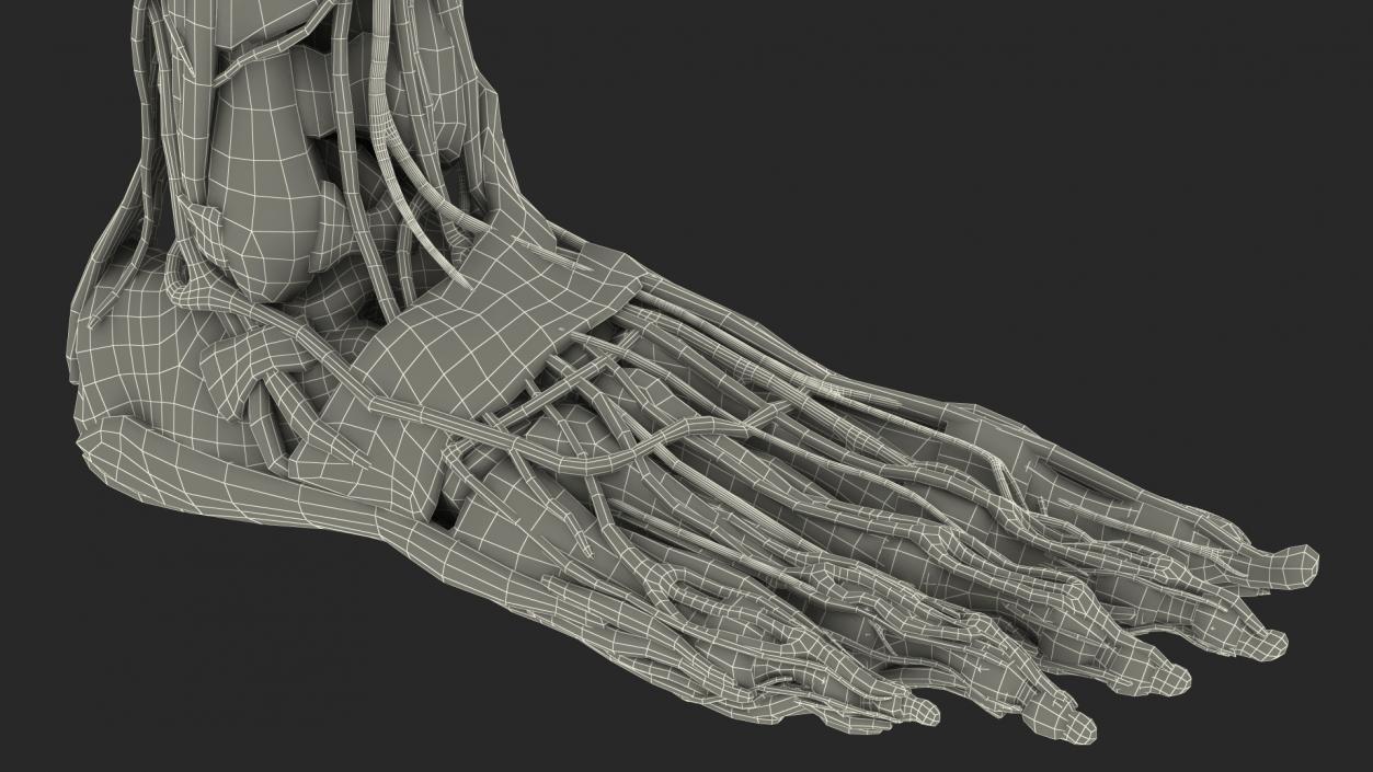 3D Girl Leg Anatomy