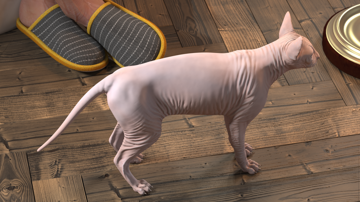 Cream White Sphynx Cat 3D